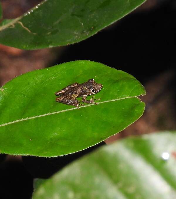 Scinax garbei (Miranda-Ribeiro 1926)的圖片