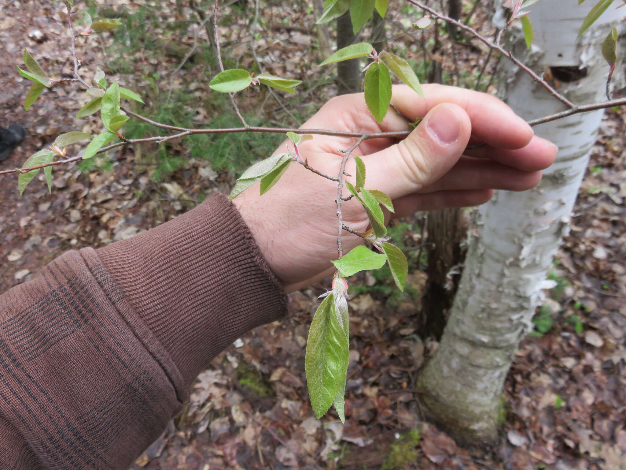 Imagem de Amelanchier arborea (Michx. fil.) Fern.