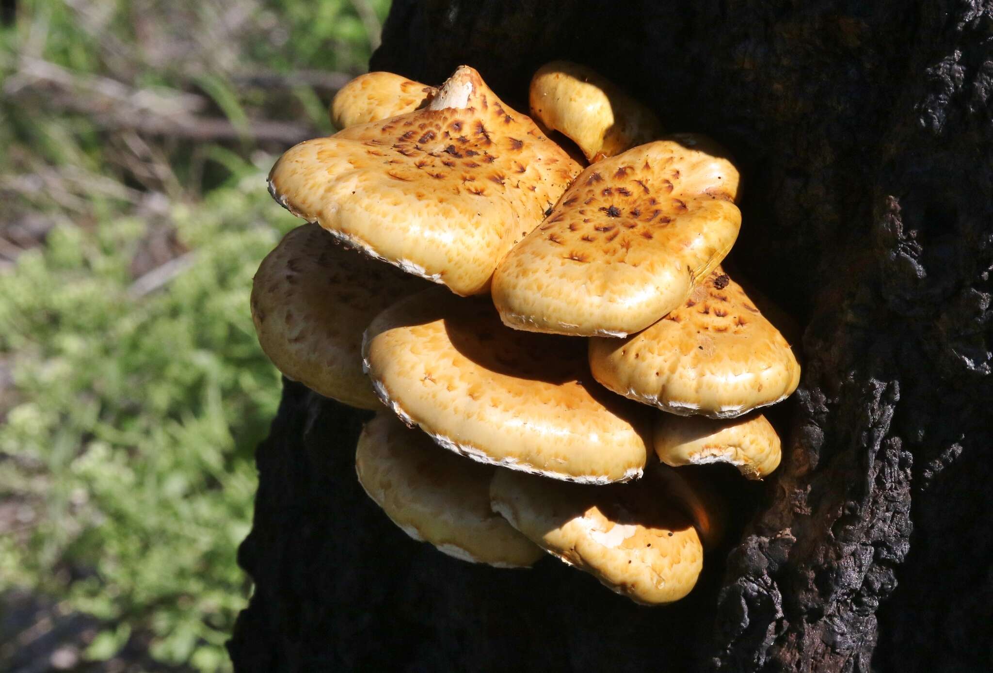 Image of Pholiota adiposa (Batsch) P. Kumm. 1871