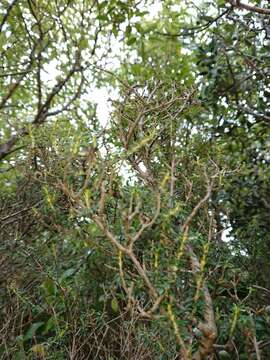 Image of Olearia solandri (Hook. fil.) Hook. fil.