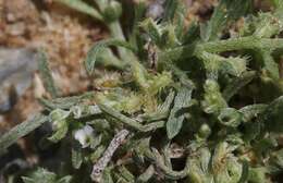 Image of sagebrush combseed