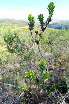 Image of Leucadendron globosum (Kennedy ex Andrews) I. Williams