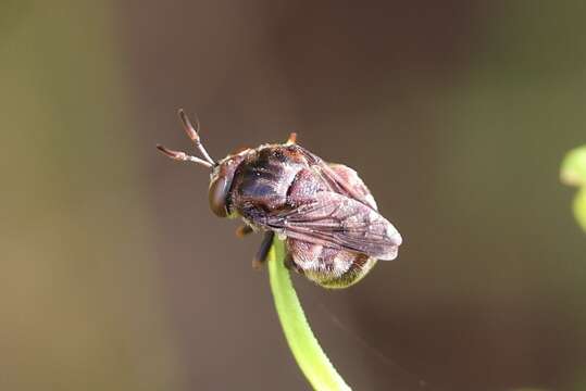 Imagem de Microdon globosus (Fabricius 1805)