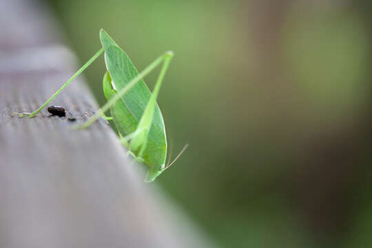 Image of Florida False Katydid