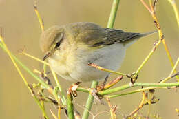 Image of Iberian Chiffchaff