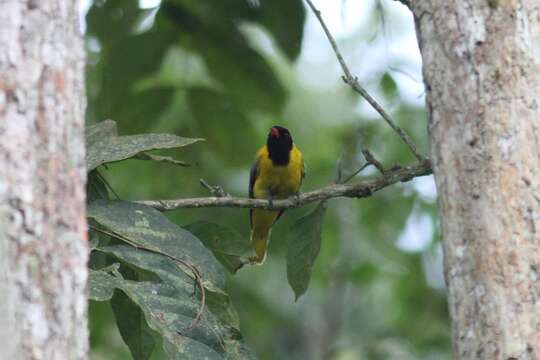 Image of Western Black-headed Oriole