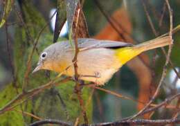 Image of Virginia's Warbler