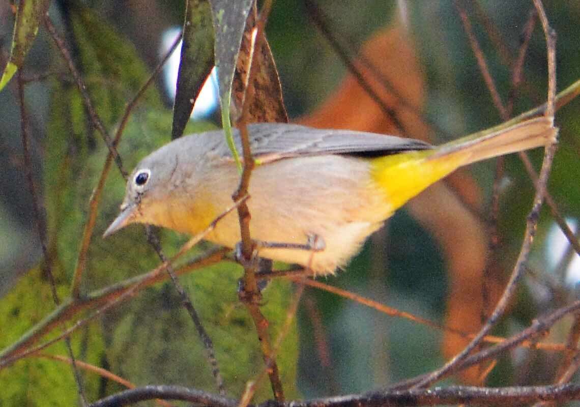 Image of Virginia's Warbler