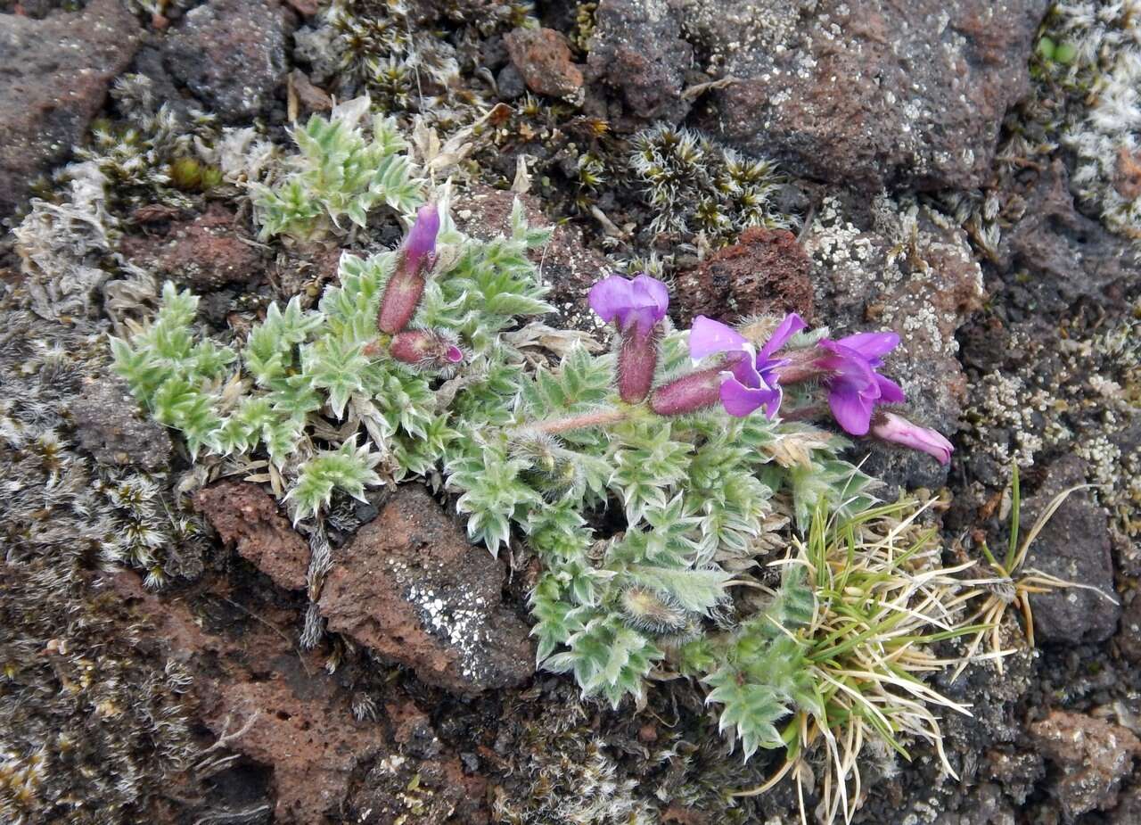 Image de Oxytropis pumilio (Pall.) Ledeb.