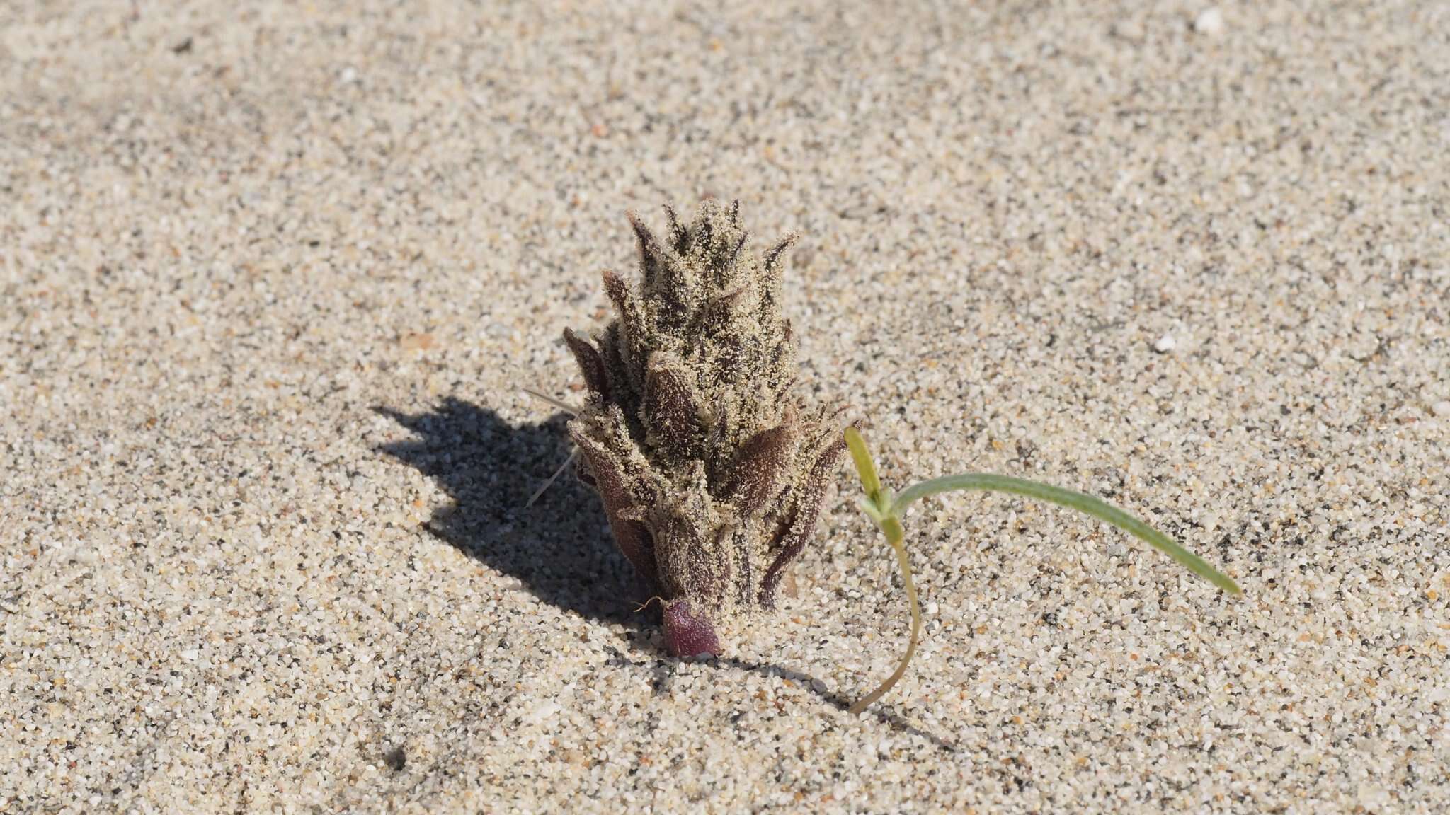 Image of desert broomrape