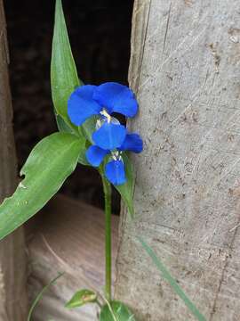 Image of Scurvy weed