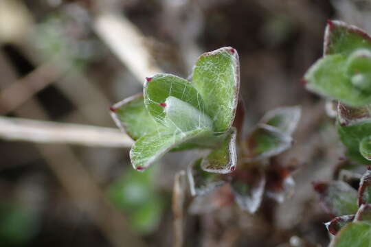 Plancia ëd Anaphalioides bellidioides (G. Forst.) D. Glenny