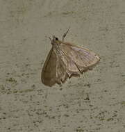 Image of Pale-winged Crocidophora moth