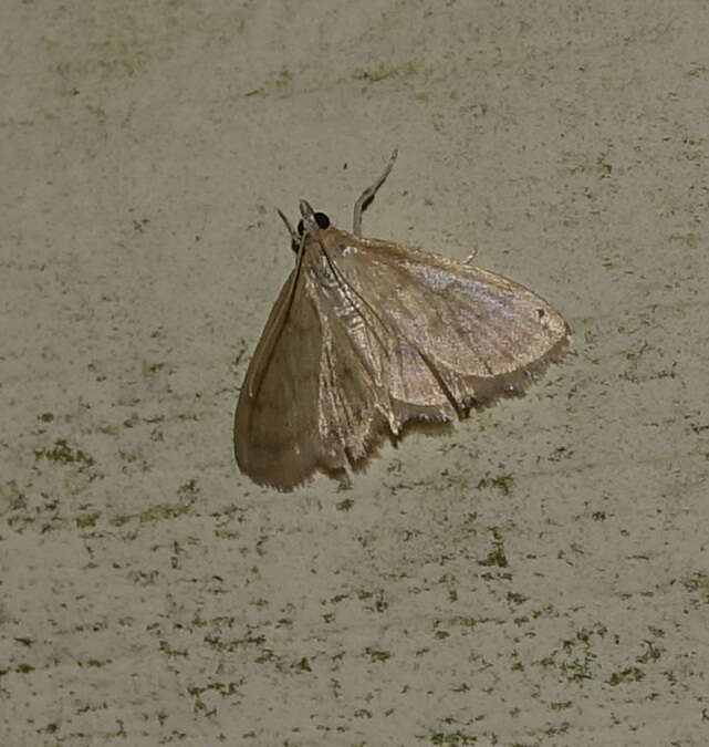 Image of Pale-winged Crocidophora moth