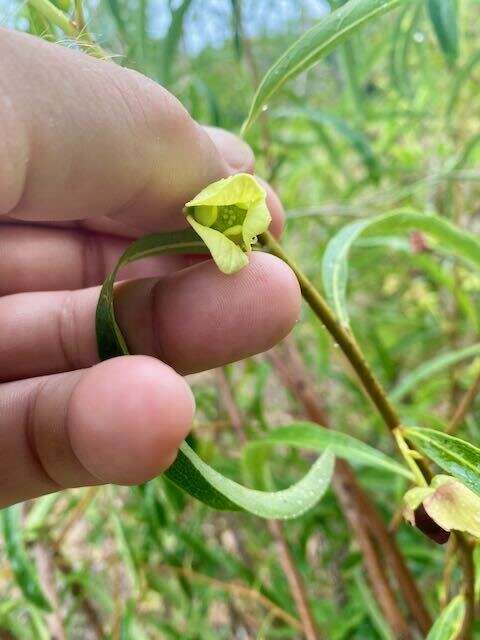 Image of Manasota Pawpaw