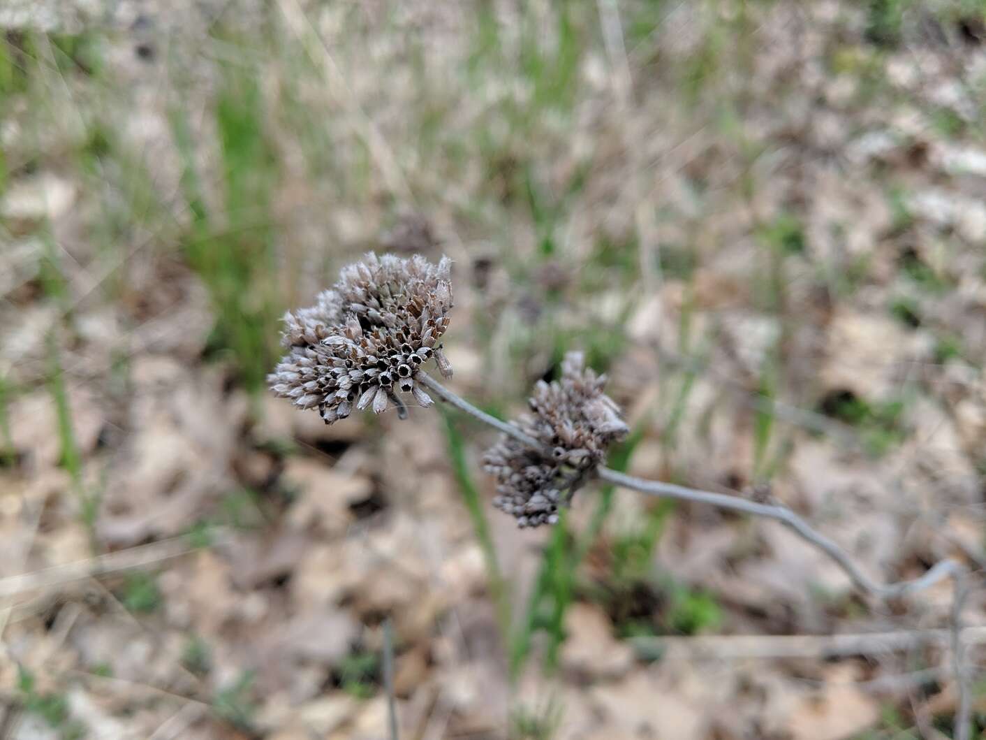 Image of hoary mountainmint