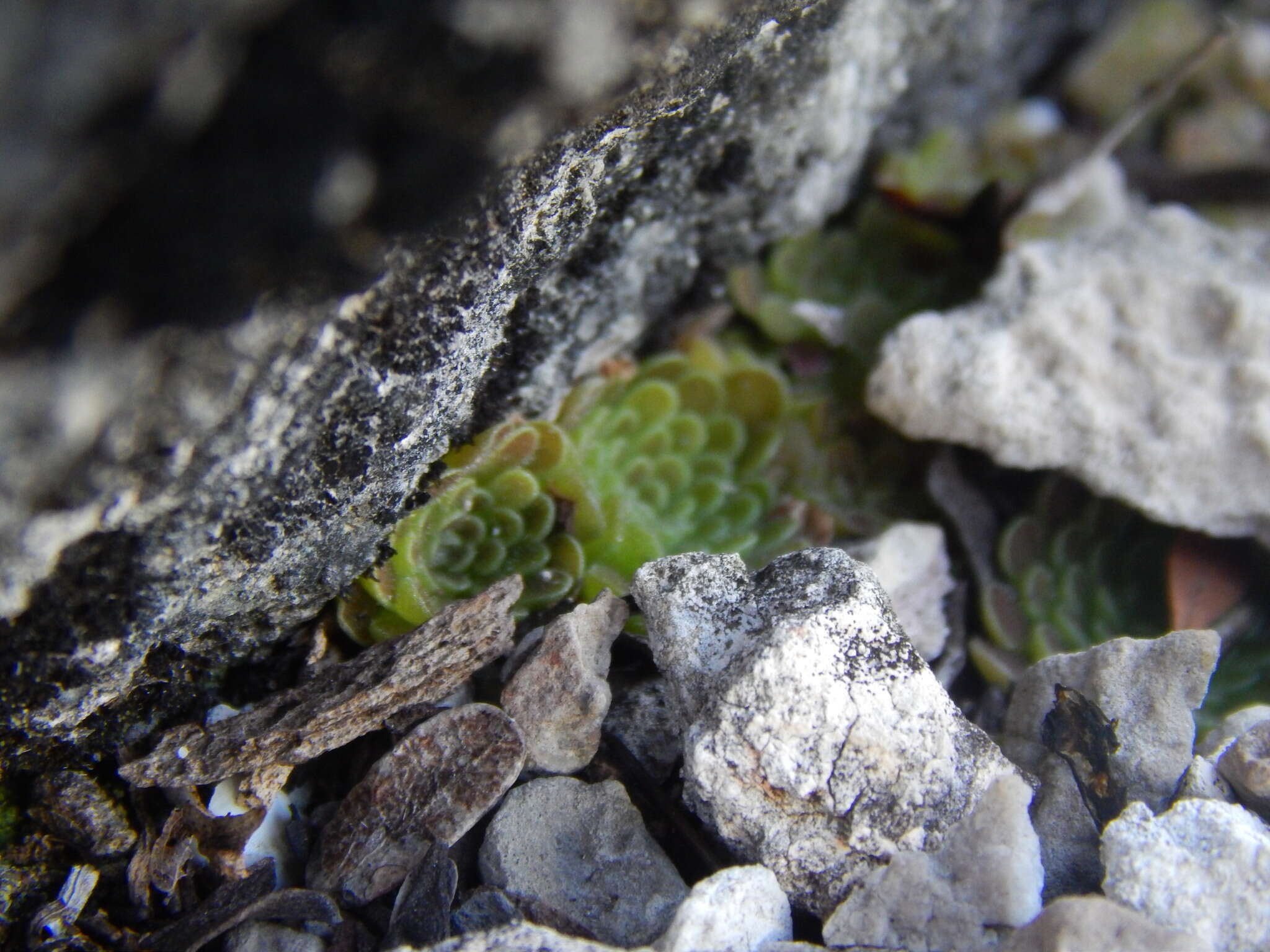 Imagem de Pinguicula esseriana B. Kirchner