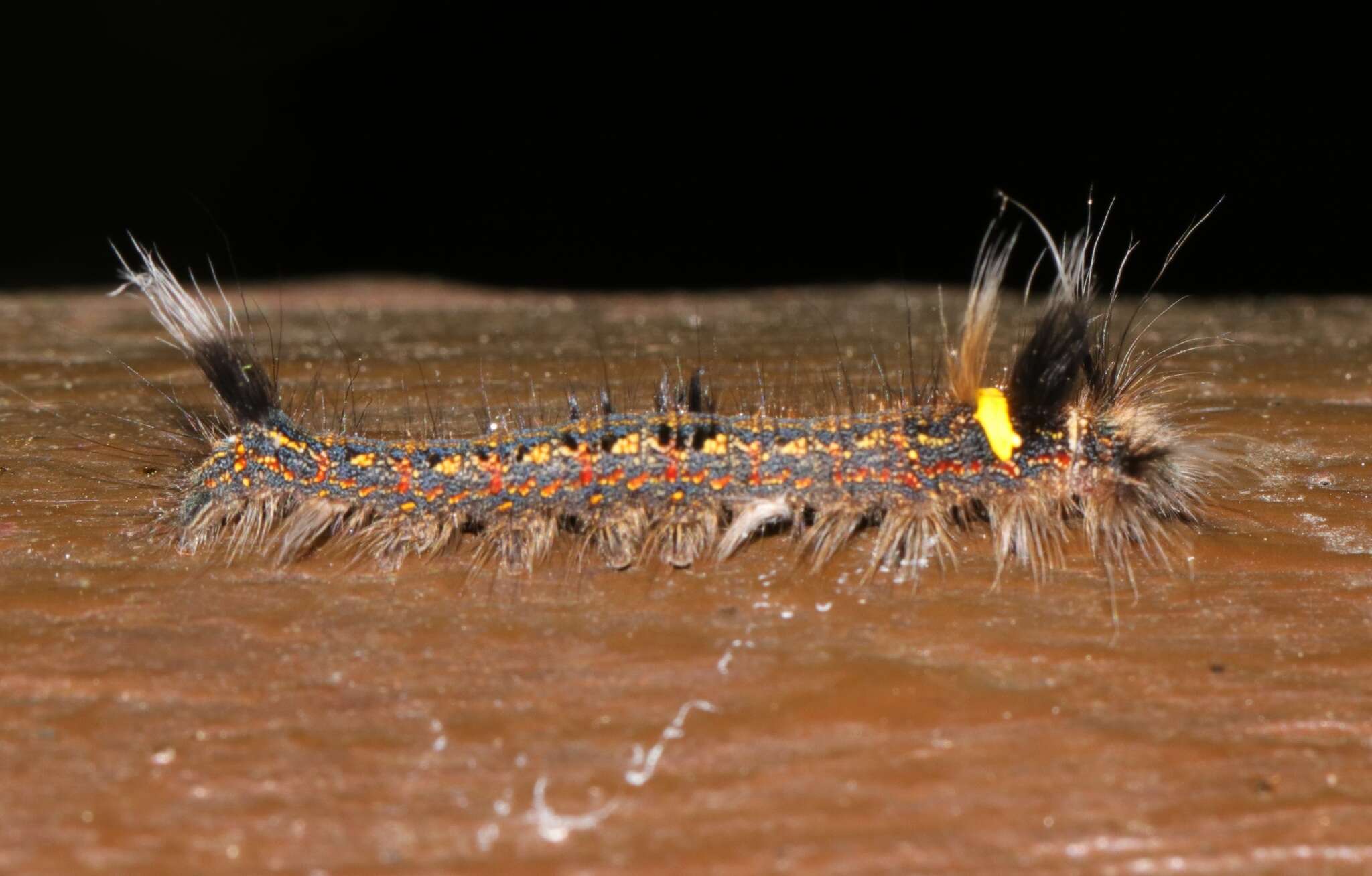 Image of Euthrix isocyma Hampson 1892