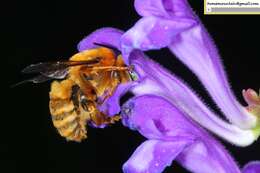 Image de Anthophora deserticola Morawitz 1873