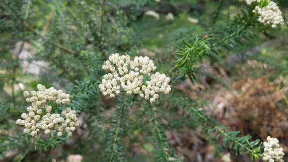 Ozothamnus diosmifolius (Vent.) DC. resmi