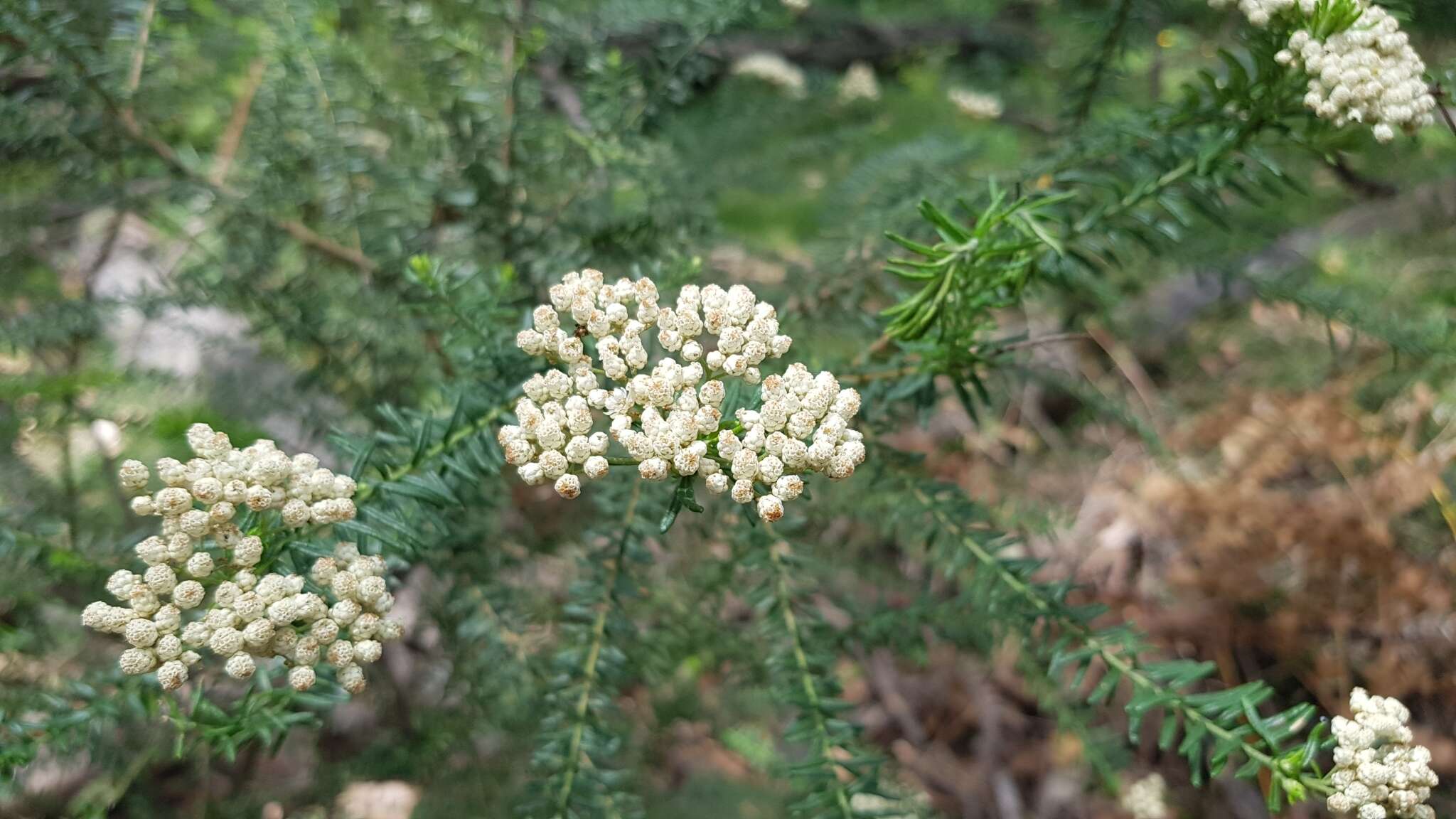 Image of Ozothamnus diosmifolius (Vent.) DC.