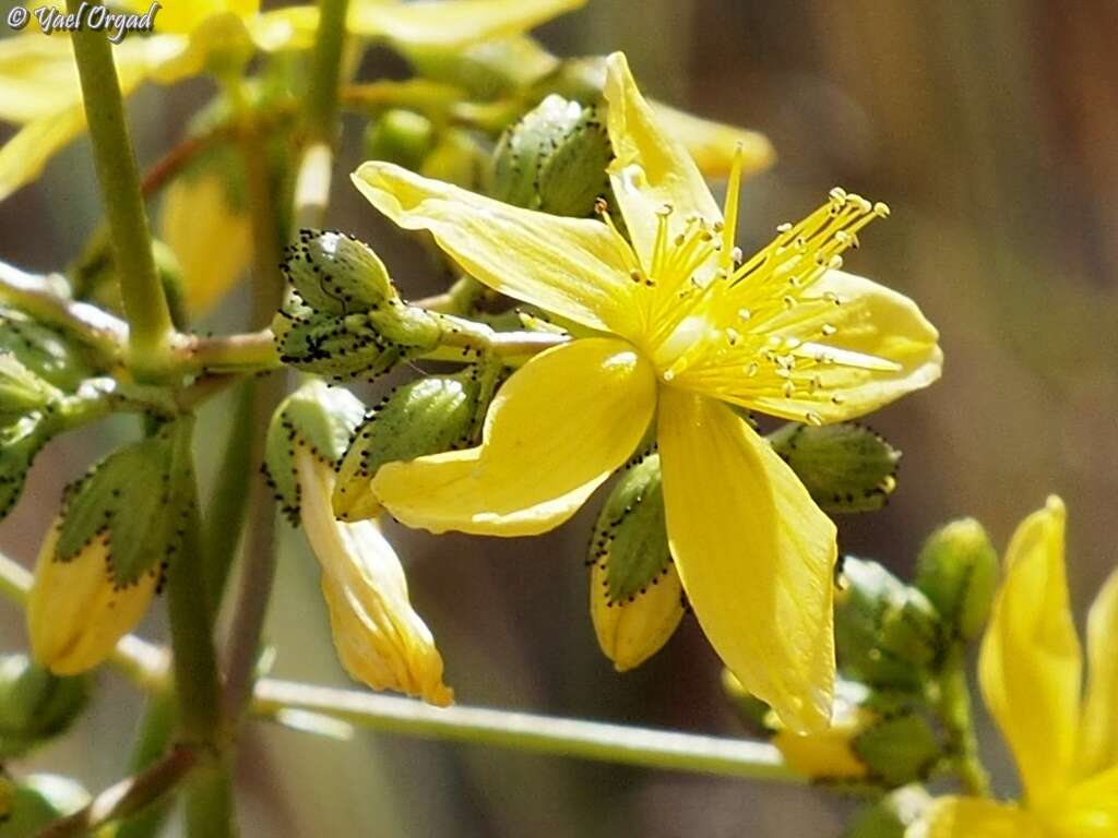 Image of Hypericum lanuginosum Lam.