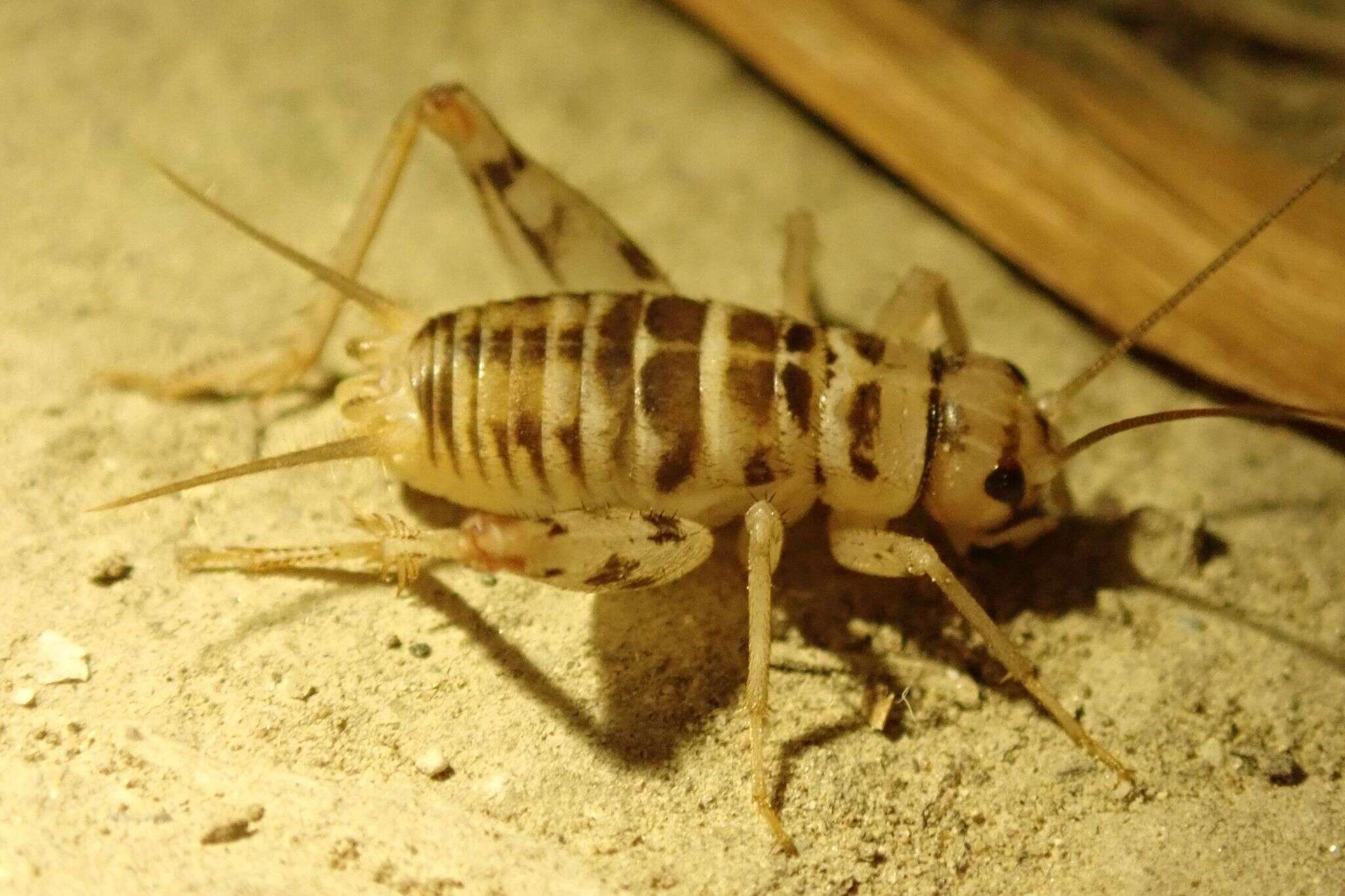 Image of Gryllomorpha (Gryllomorphella) uclensis Pantel 1890