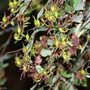 Plancia ëd Hypericum oblongifolium Choisy