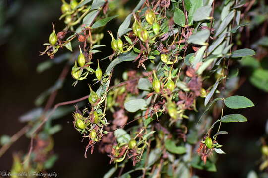 Imagem de Hypericum oblongifolium Choisy