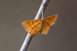 صورة Idaea serpentata Hüfnagel 1767