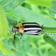 Image of Pigweed Flea Beetle