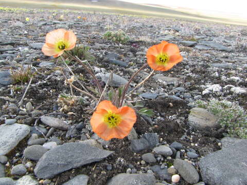 Image of Papaver schamurinii V. V. Petrovskii