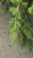 Image of shore juniper