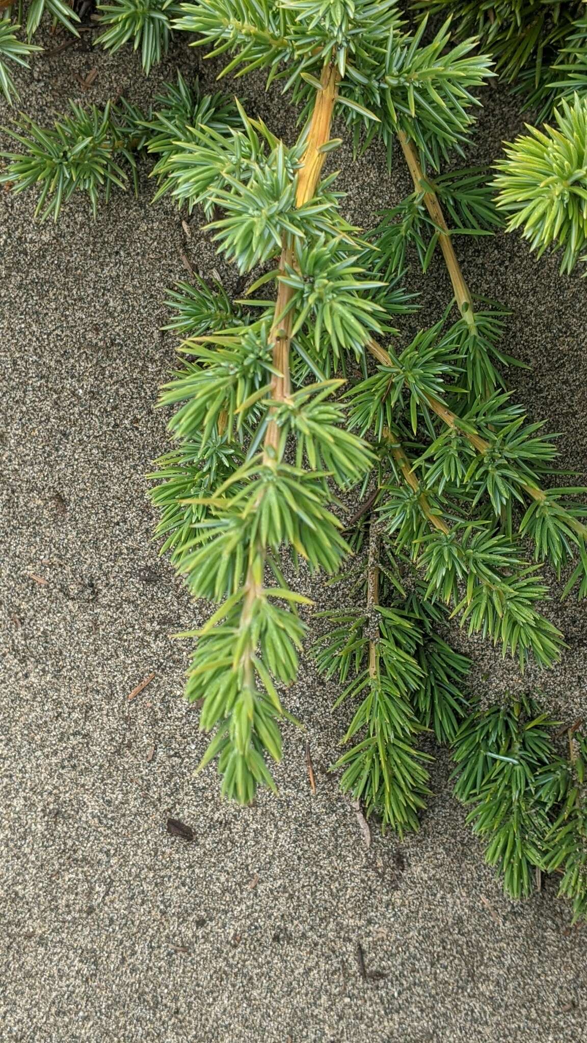 Juniperus rigida subsp. conferta (Parl.) Kitam. resmi