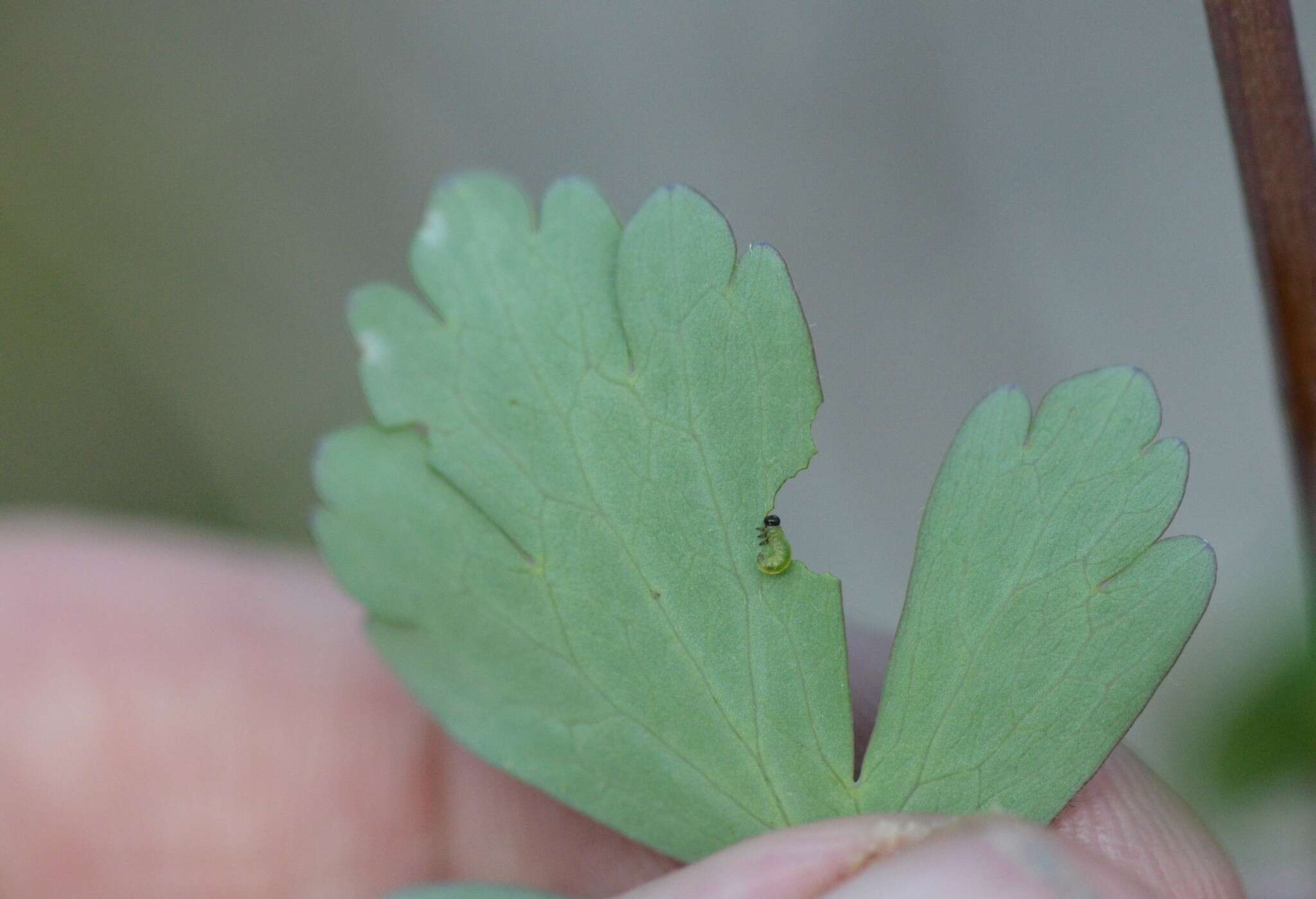 Image of Pristiphora rufipes Serville 1823