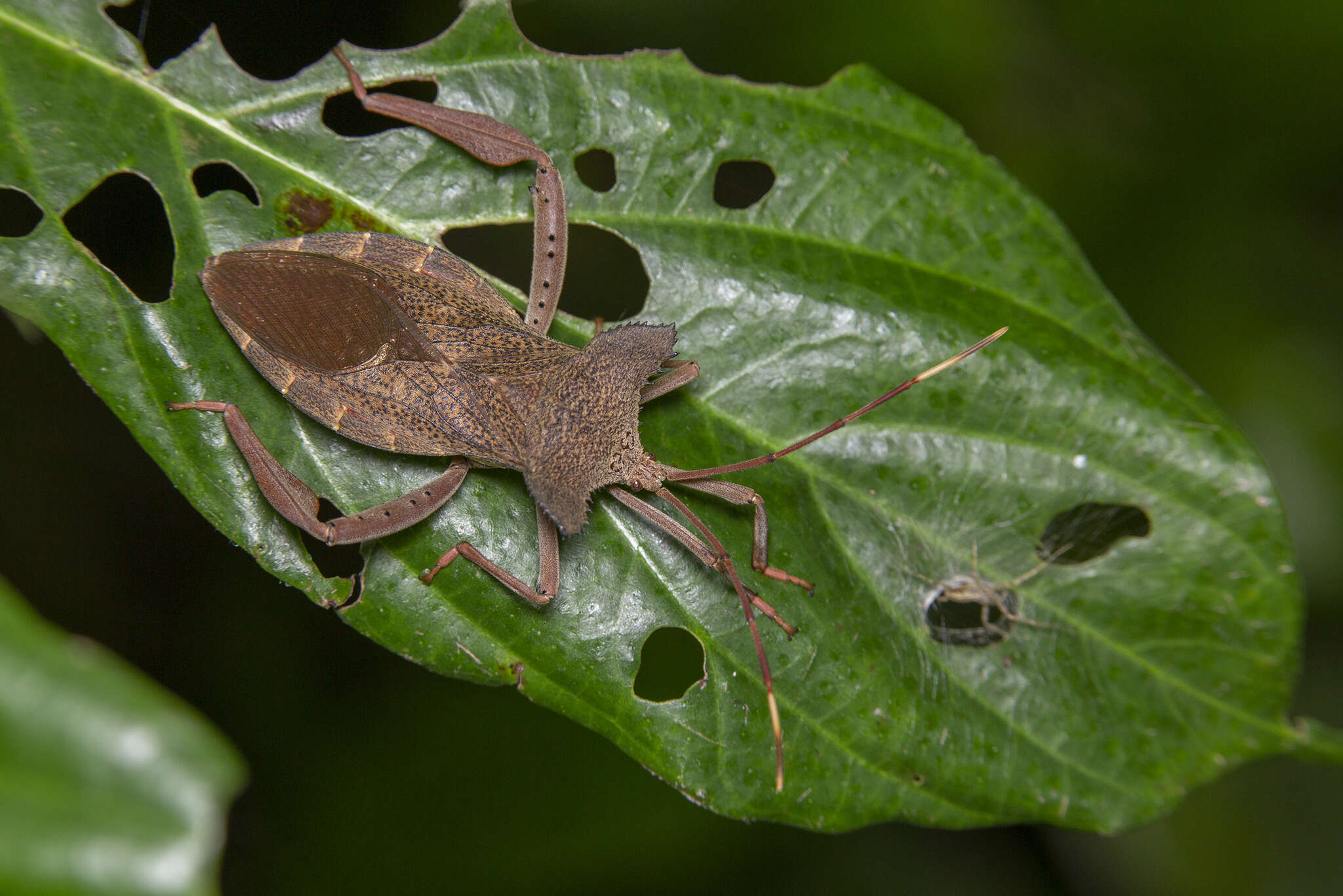 صورة Prionolomia gigas Distant 1879