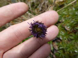 Sivun Oritrophium peruvianum (Lam.) Cuatrec. kuva