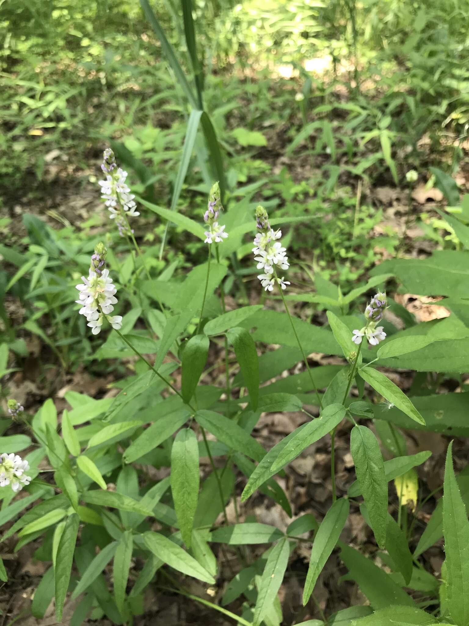 Image of Sampson's-Snakeroot