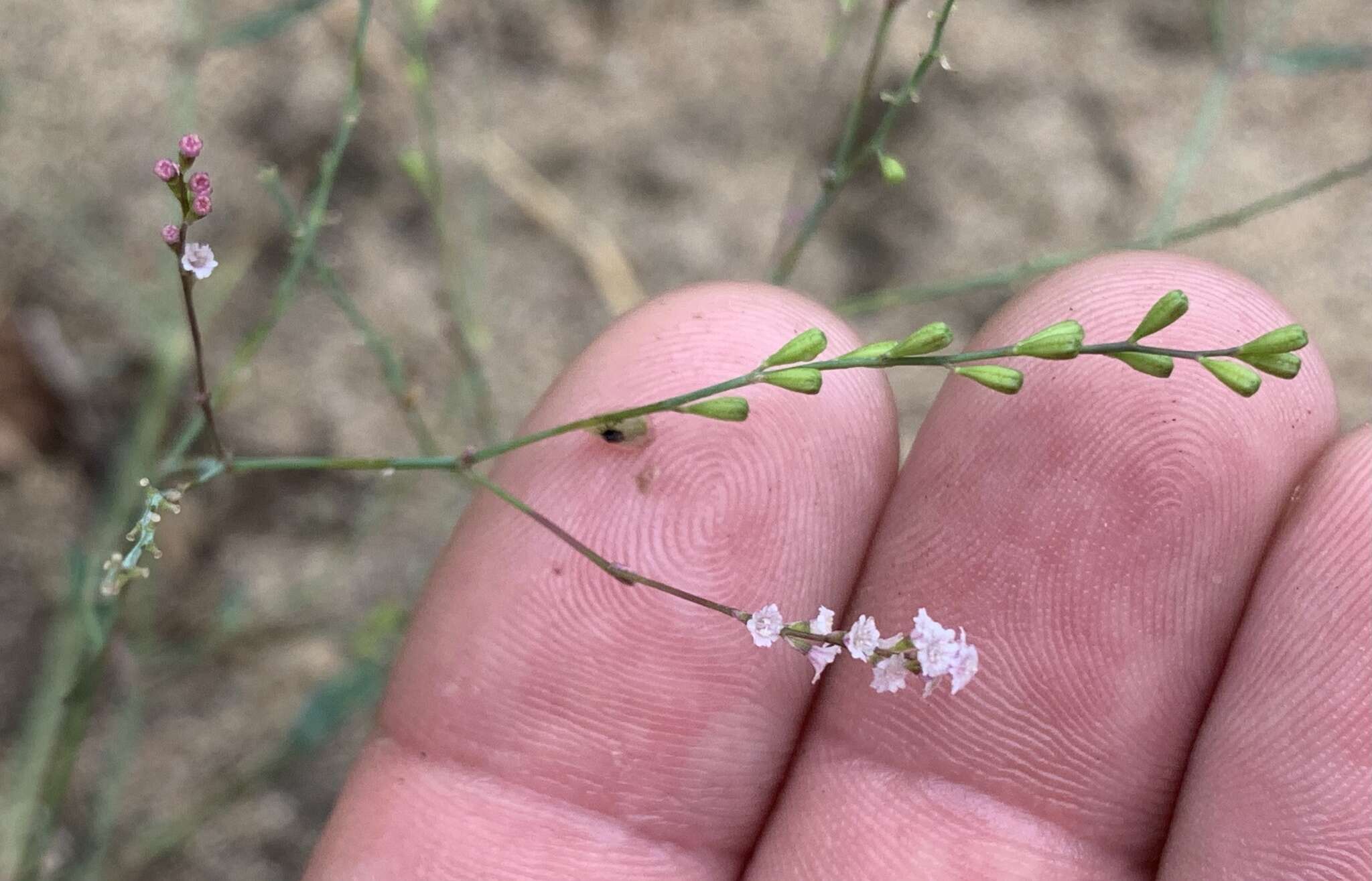 Imagem de Boerhavia coulteri (Hook. fil.) S. Wats.