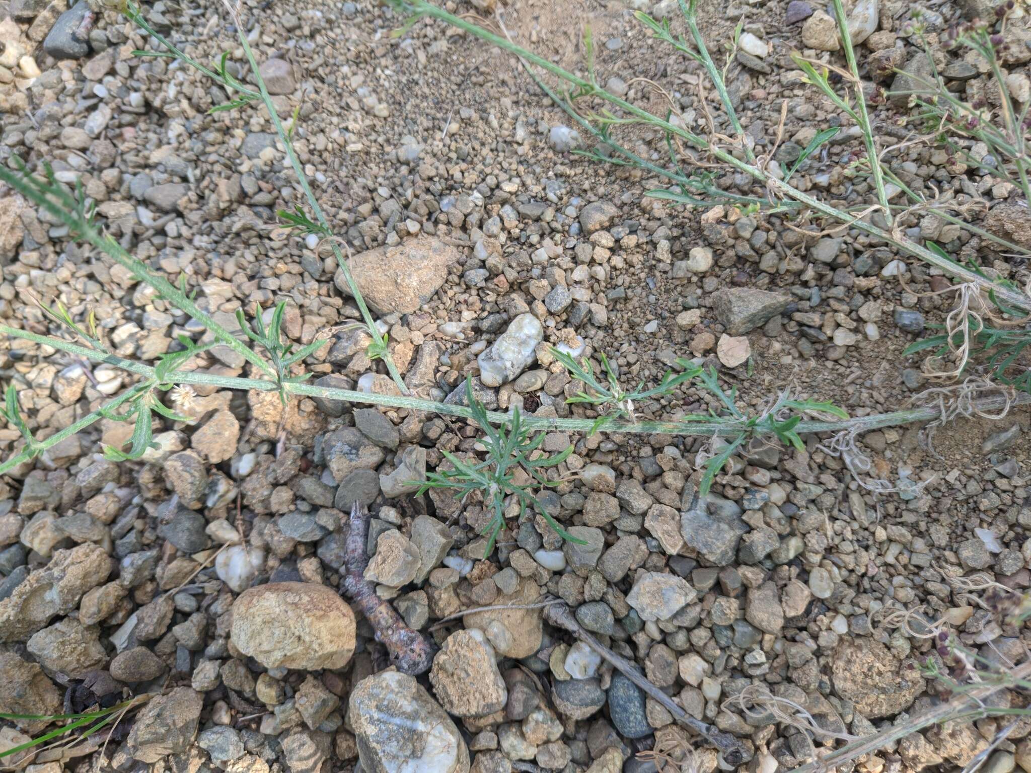 Centaurea sterilis Stev. resmi