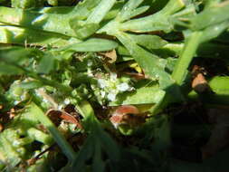 Image of Creeping Watercress