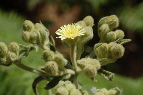 Image of Andryala integrifolia L.