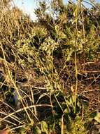 Image of broadleaved pepperweed