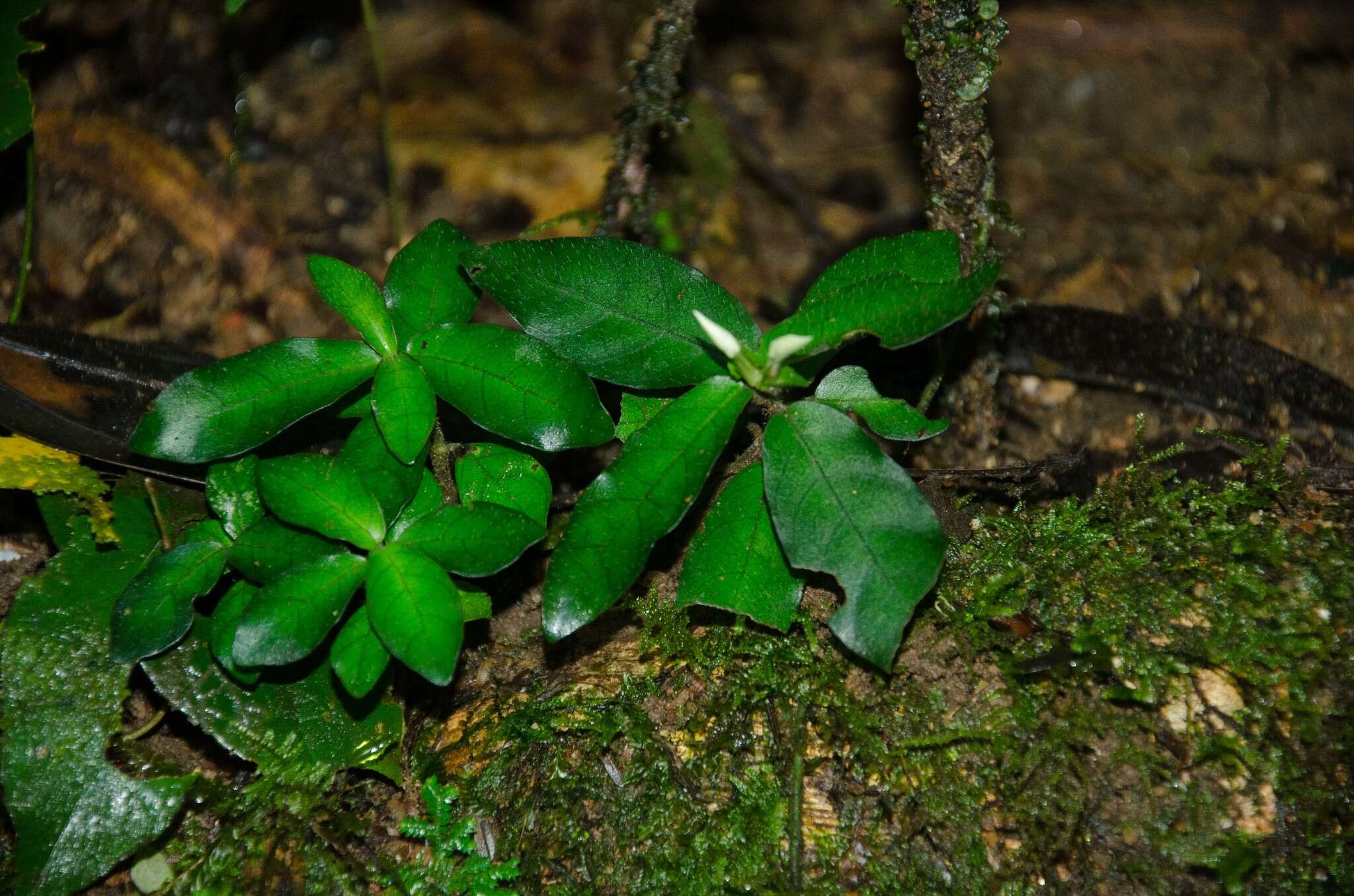 Stenandriopsis buntingii (S. Moore) Heine resmi