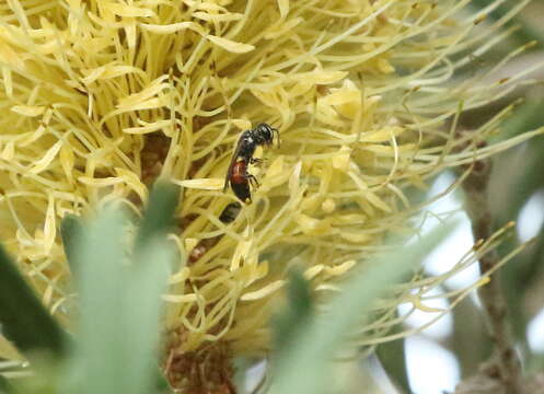 Image of Hylaeus littleri (Cockerell 1918)