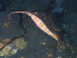 Image of Duncker&#39;s pipefish