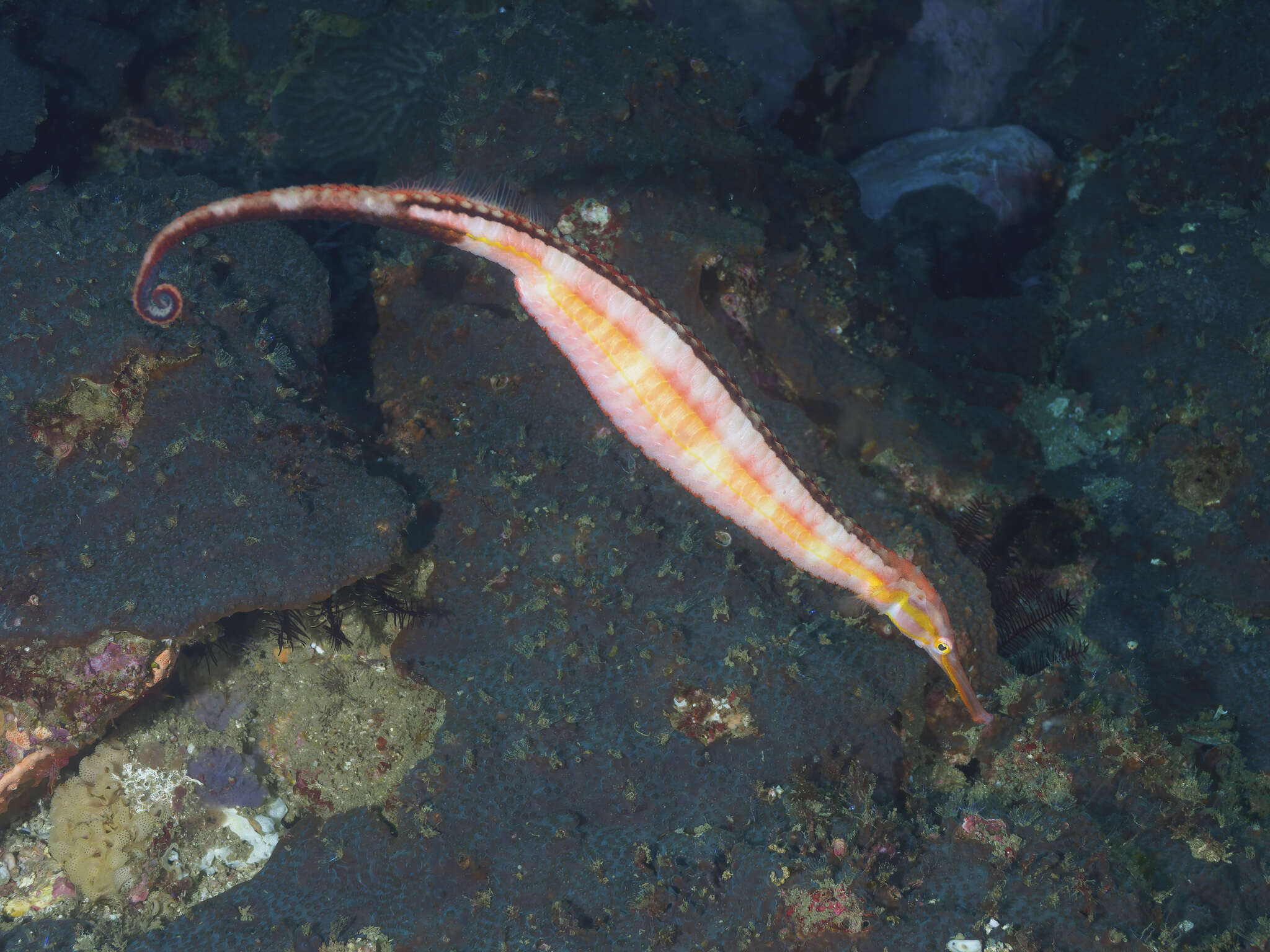 Image of Duncker&#39;s pipefish