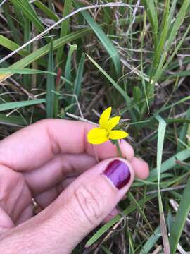 Image of Monopsis lutea (L.) Urb.