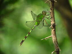 Image of Great Pondhawk