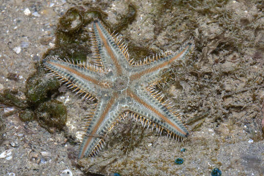 Image of Astropecten indicus Döderlein 1888